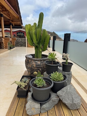 Variedad de plantas en macetas sobre una terraza de madera, con vista al océano.