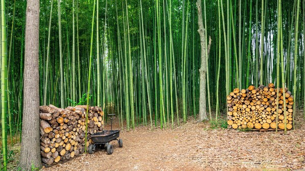 Miscellaneous - Private Bamboo Forest Retreat Near Greenville, SC (Greer)