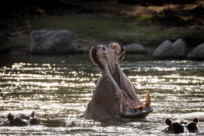 Un hippopotame, partiellement immergé dans l’eau, a la gueule ouverte et est entouré d’autres hippopotames.
