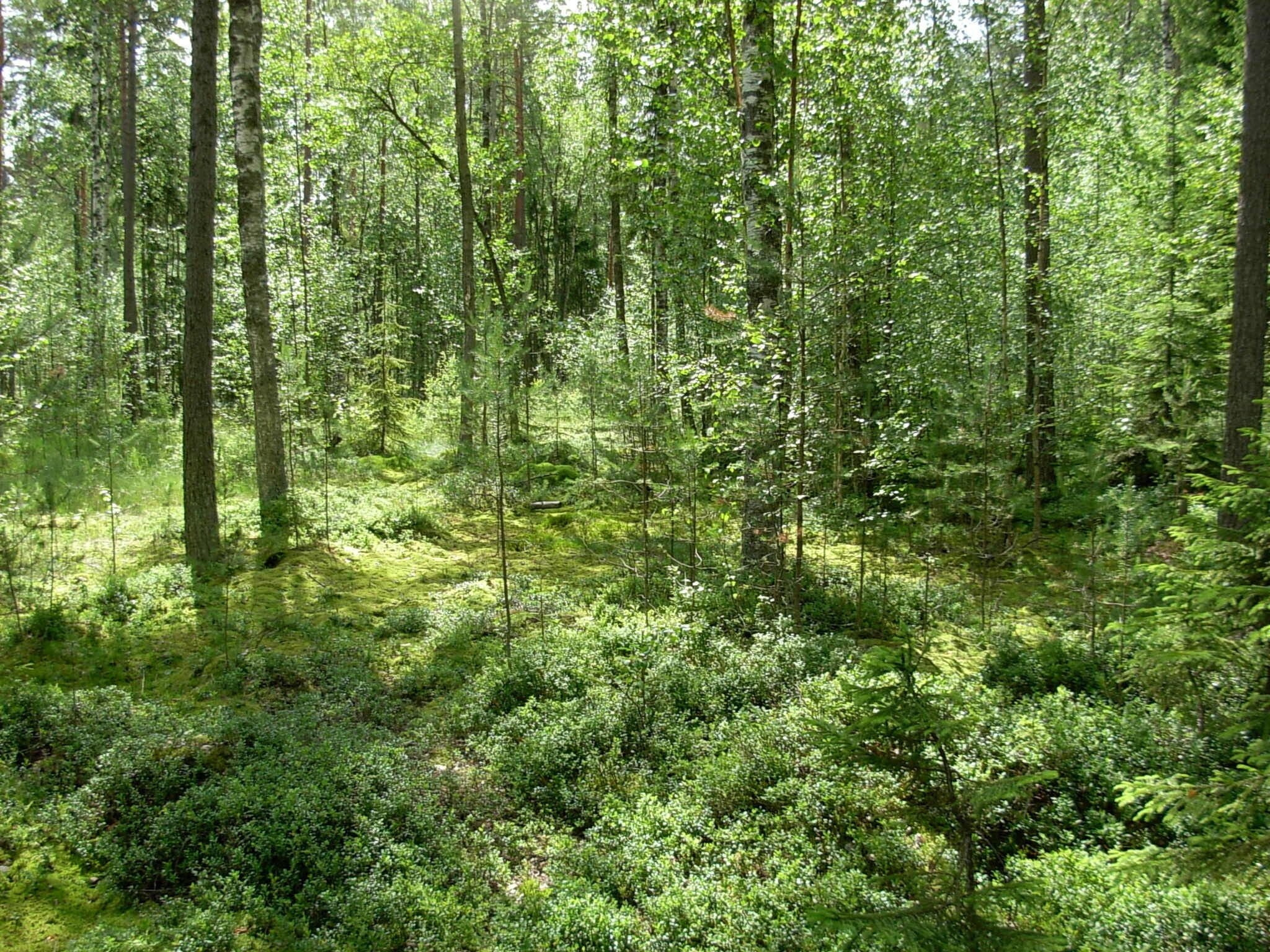 Un bosque denso con árboles altos y maleza.