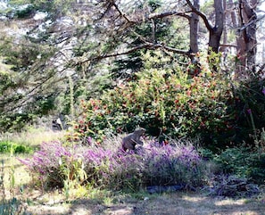 A natural outdoor setting with a bear, dense foliage, and flowering plants. - The Pelican Retreat, a rustic apartment with scenic ocean views! (Jenner)