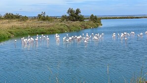 A calm river with white birds, likely flamingos, standing in the water. - Lotf au stes maries de la mer (Saintes-Maries-de-la-Mer)
