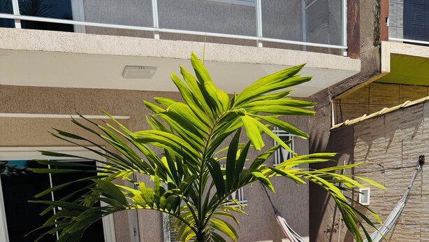 A potted palm tree, a hammock, and a swimming pool in a backyard. - Deruci Beach House (Cabo Frio)