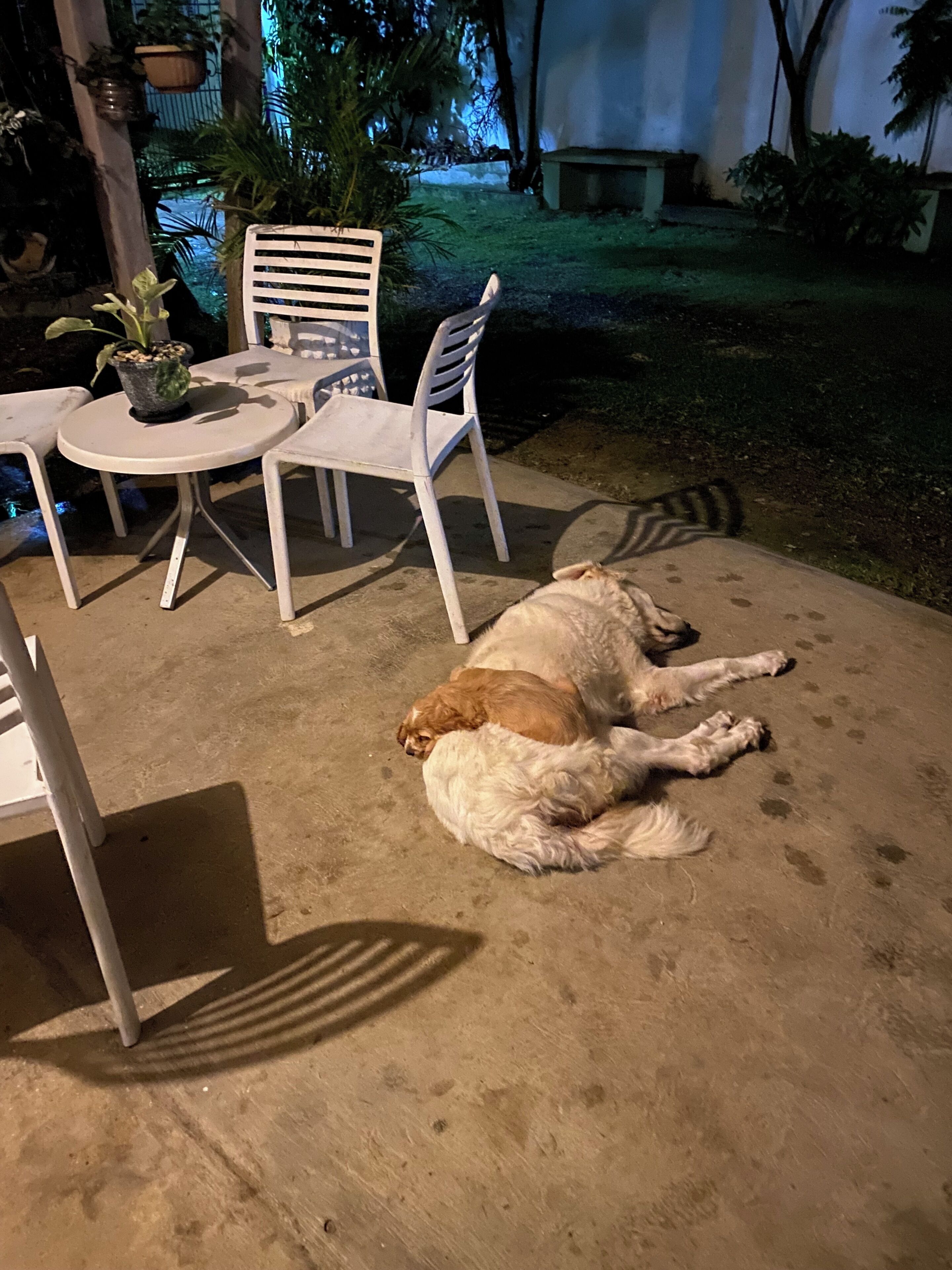 Un perro descansando sobre un patio de concreto con mobiliario exterior, incluyendo una mesa redonda y dos sillas.