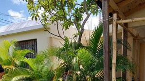 Un cane bianco che passeggia sull'erba in un giardino con palme e una struttura in legno.