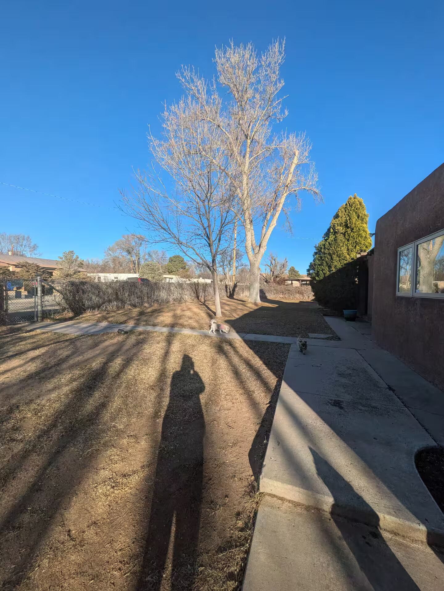 A backyard with a tree, a fence, and a building.