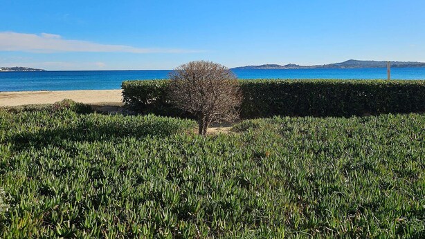 Ein Strand mit einem Hecken- und einem Baum im Vordergrund, und einem wolkenlosen, blauen Himmel.