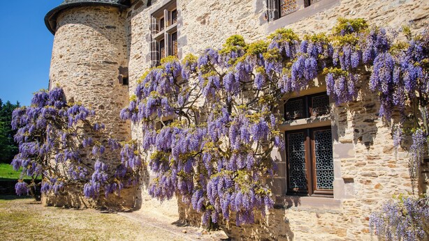 Ein Steinhaus mit einem runden Turm, dicht bewachsen mit violetten Glyzinien.