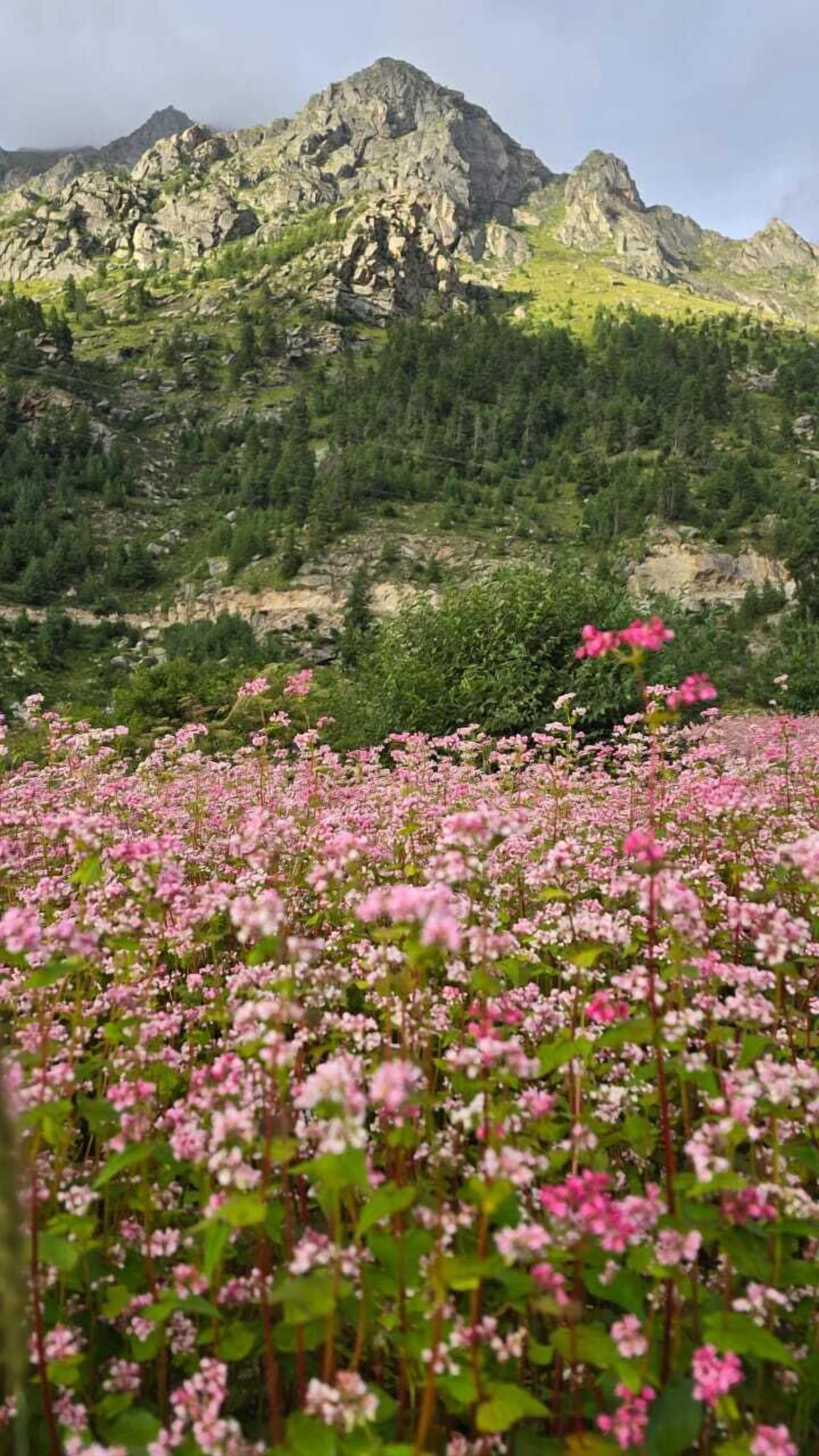 A mountainous landscape with a field of pink flowers in the foreground and rocky mountains in the background.