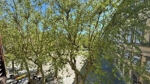 Une rue bordée d’arbres, avec des immeubles d’un côté et un trottoir de l’autre.