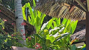 Ein Holz-Loungesessel mit Kissen am Pool, umgeben von üppigen tropischen Pflanzen und einer Reetdachkonstruktion.