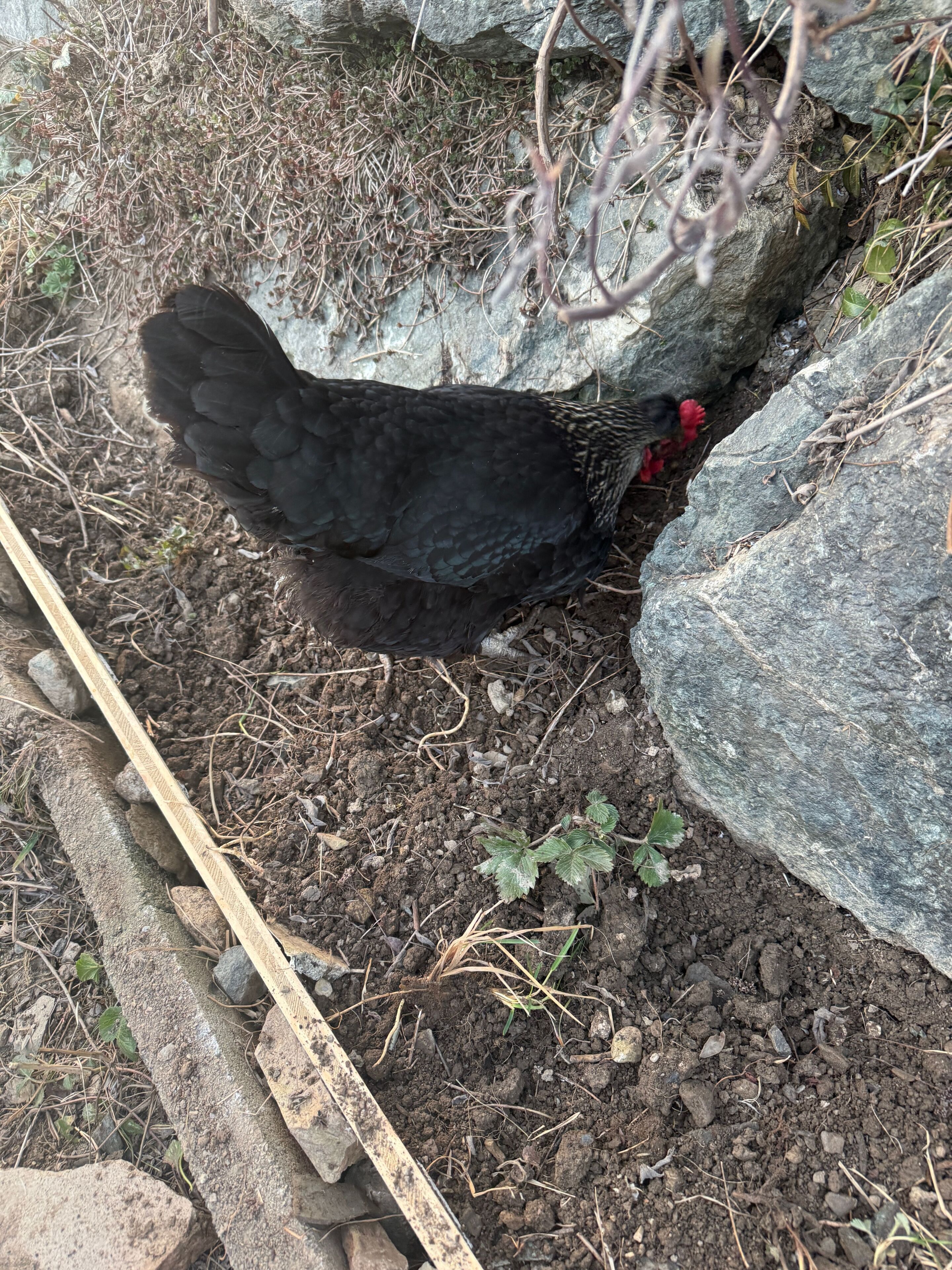 Un poulet dans un espace extérieur rocheux, avec du sol et une végétation clairsemée.