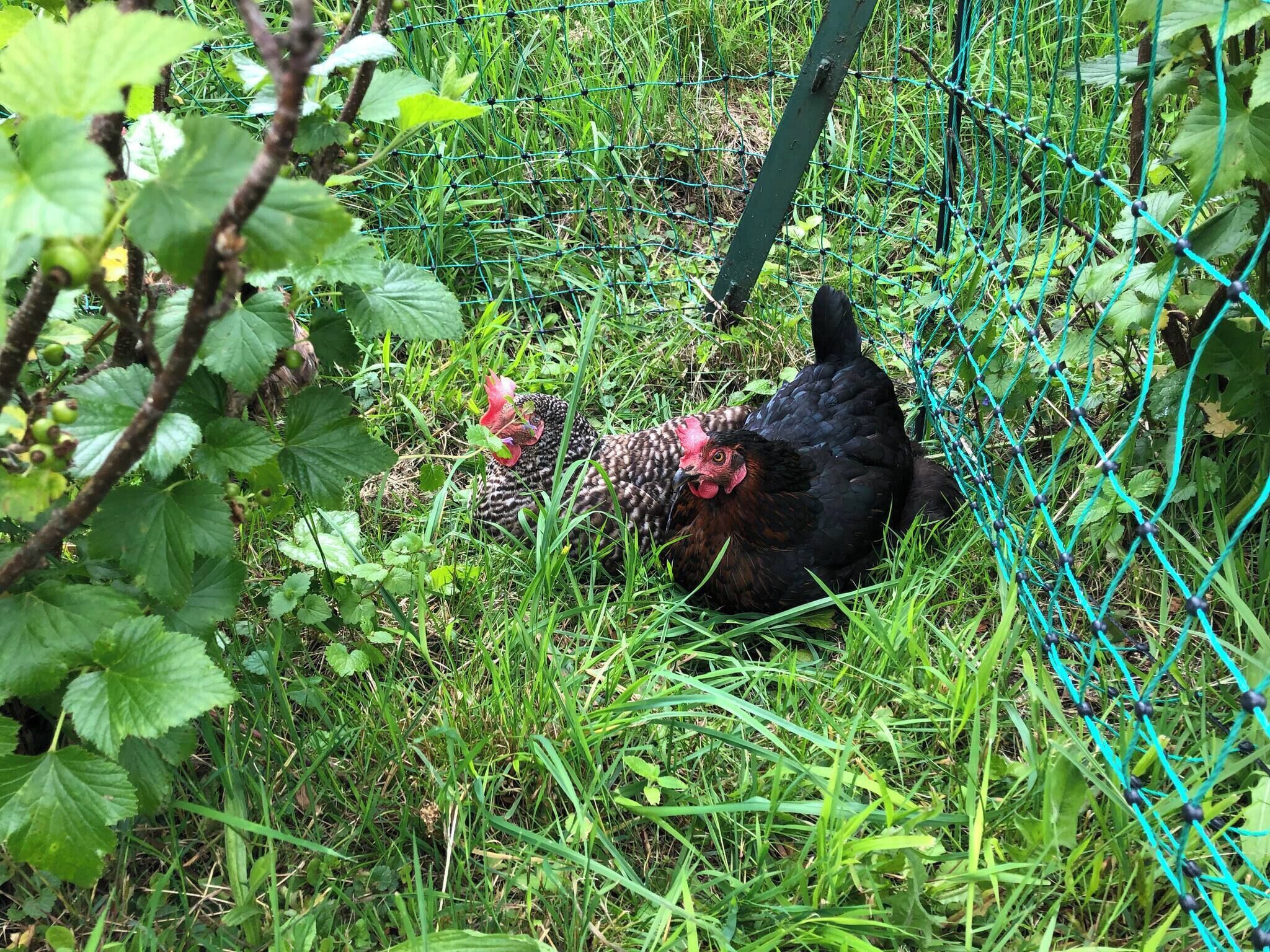 기타