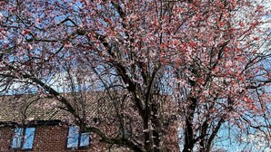 Un arbre amb flors roses davant d'un edifici de maó.