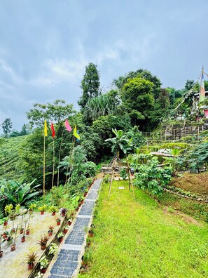 Property grounds - The Tea Tribe Stay - Offbeat Darjeeling (Darjeeling)
