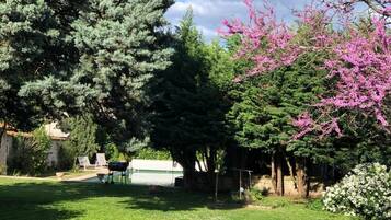 A backyard with a pool, a grill, and various trees including a large evergreen and a flowering tree.