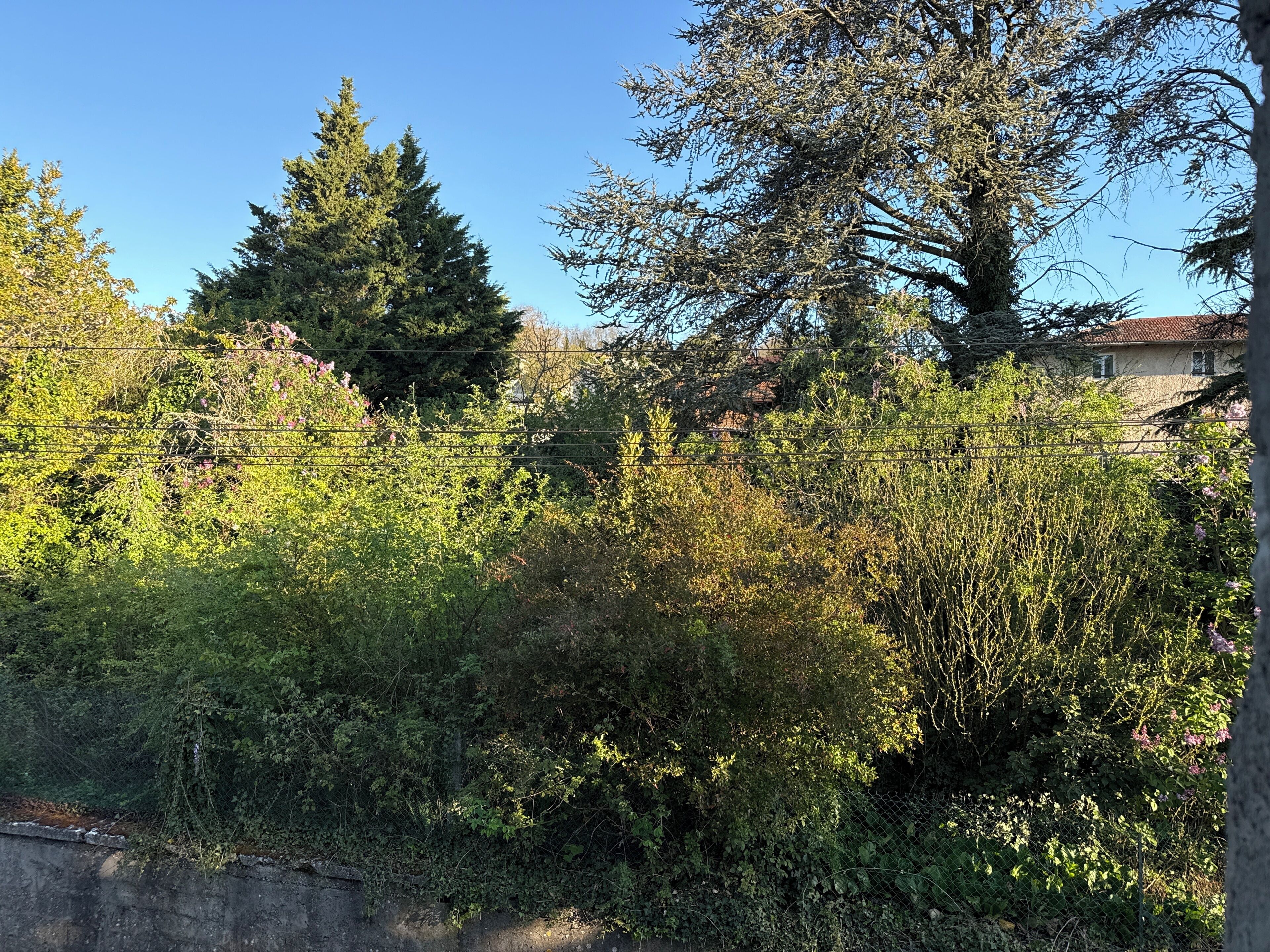 Une zone verdoyante et dense, avec des arbres et des arbustes, un mur en béton et, au fond, un bâtiment avec un toit rouge.