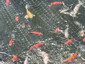 Miscellaneous - Suite with rest area (Langley)