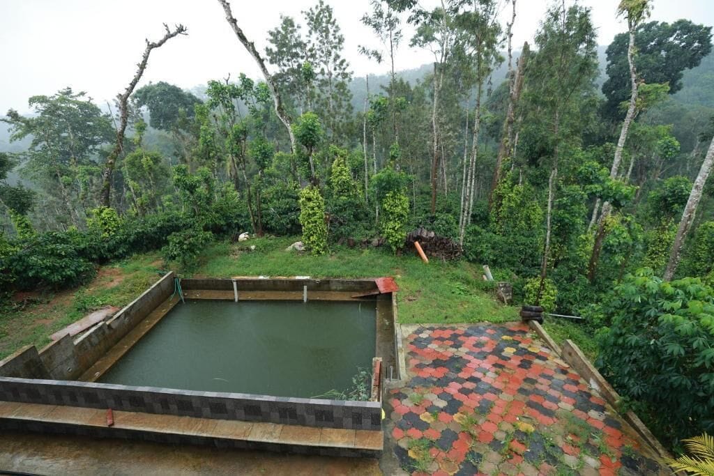 Une piscine rectangulaire dotée d’une terrasse carrelée, entourée d’une végétation luxuriante et d’arbres.