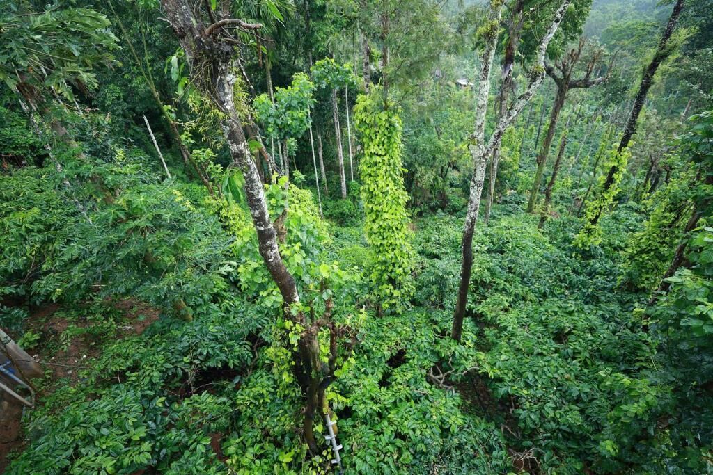 Un bosque denso con una variedad de árboles y maleza, lo que sugiere un lugar natural, posiblemente aislado.