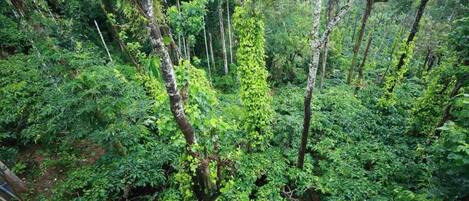 Un bosque denso con una variedad de árboles y maleza, lo que sugiere un lugar natural, posiblemente aislado.