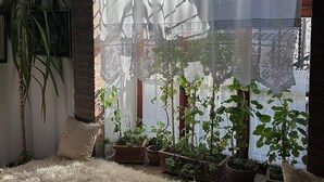 Um quarto acolhedor com uma grande janela coberta por cortinas leves, um tapete fofo e várias plantas em vasos.