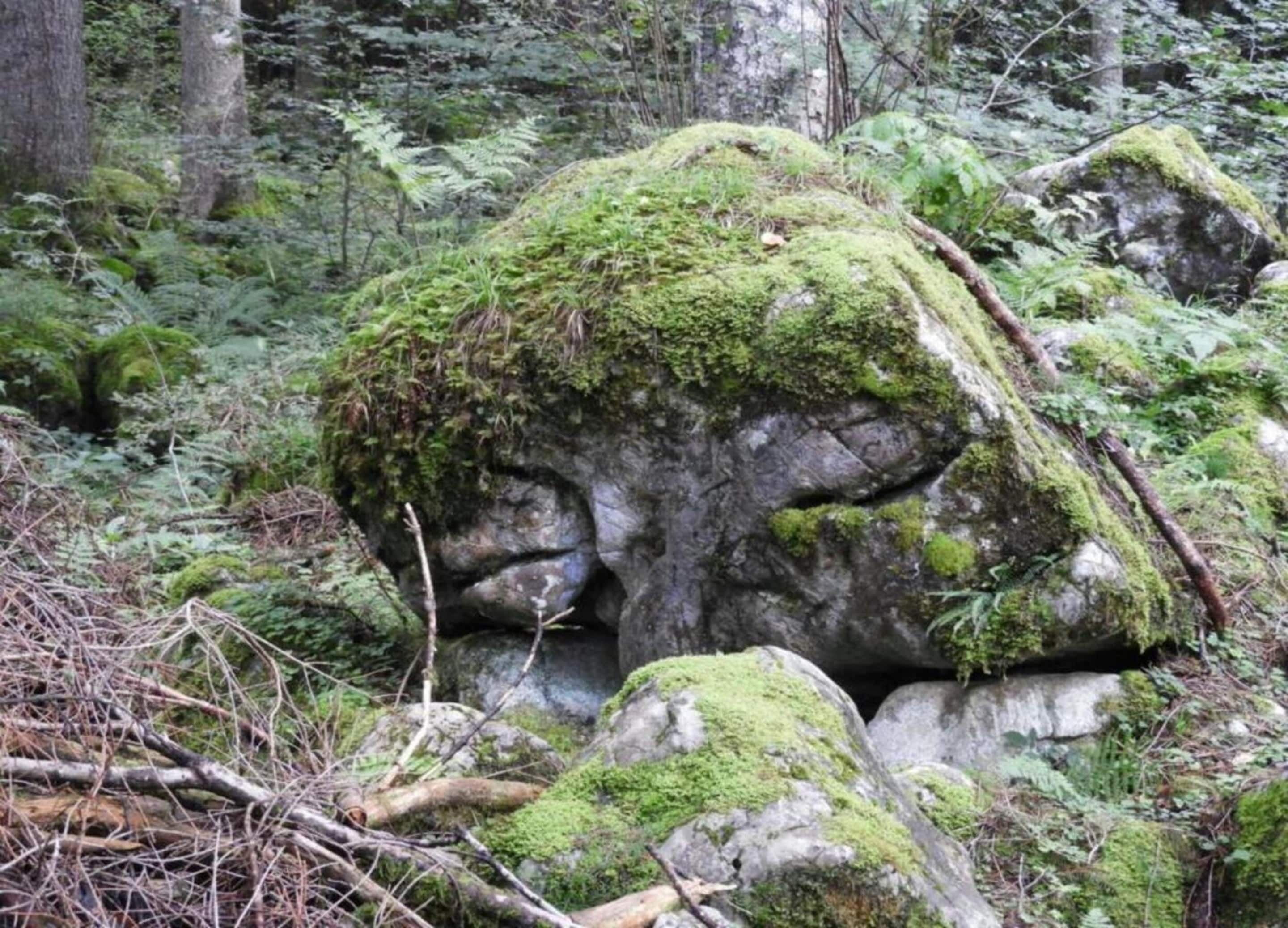 A moss-covered rock formation in a forest.