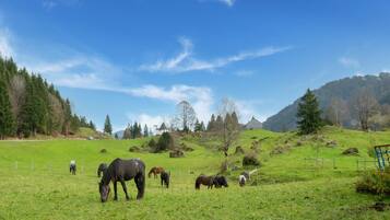 A rural landscape with horses grazing on a green field, surrounded by trees and hills.