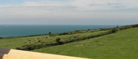 A view from a wooden deck overlooking a grassy field with cows grazing, a clear sky, and the sea in the distance.