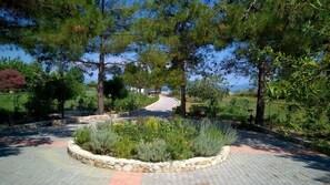 Un sendero pavimentado rodeado de vegetación, que lleva a una vista distante de un cuerpo de agua y un edificio.