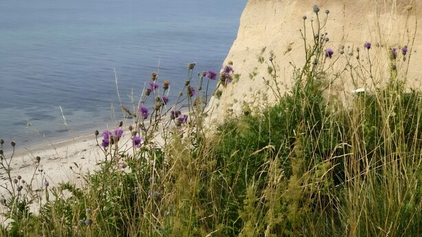 Paisaje costero con una playa arenosa, un acantilado y flores moradas en primer plano.
