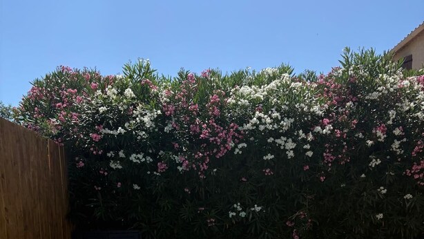 Ein rechteckiges Whirlpool mit umlaufender Holzterrasse, vor einer dichten Vegetation mit rosa und weißen Blüten.