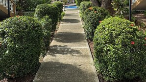 Un vialetto costeggiato da siepi curate e alberi, che conduce a una zona piscina.
