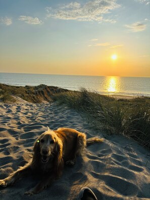 Slaapzaal, 1 slaapkamer, roken, terras | Strand