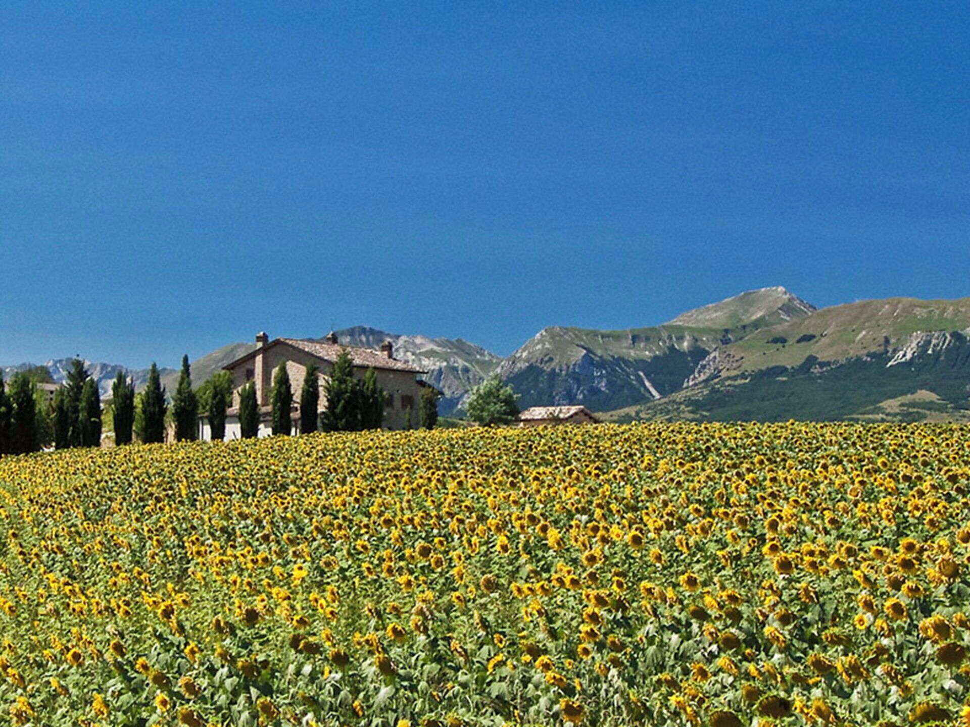 Fleur, Pétale, Champ, Agriculture, Plante À Fleurs, Plantation, Wildflower, Printemps