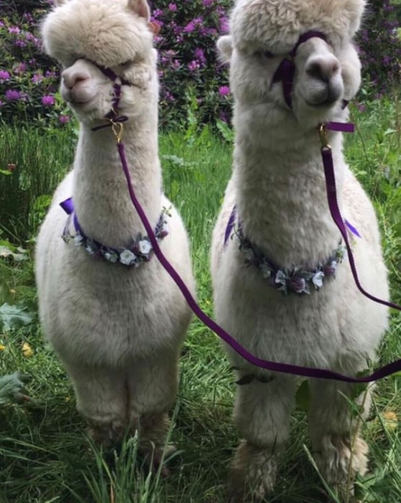 Two alpacas with purple harnesses and floral decorations standing in a grassy area with purple flowers in the background.
