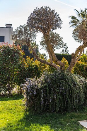 A garden with a large tree, flowering bushes, and a building in the background.
