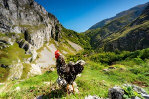 Miscellaneous - Economy Double Room Monte Caoru Cabrales (Las Arenas)