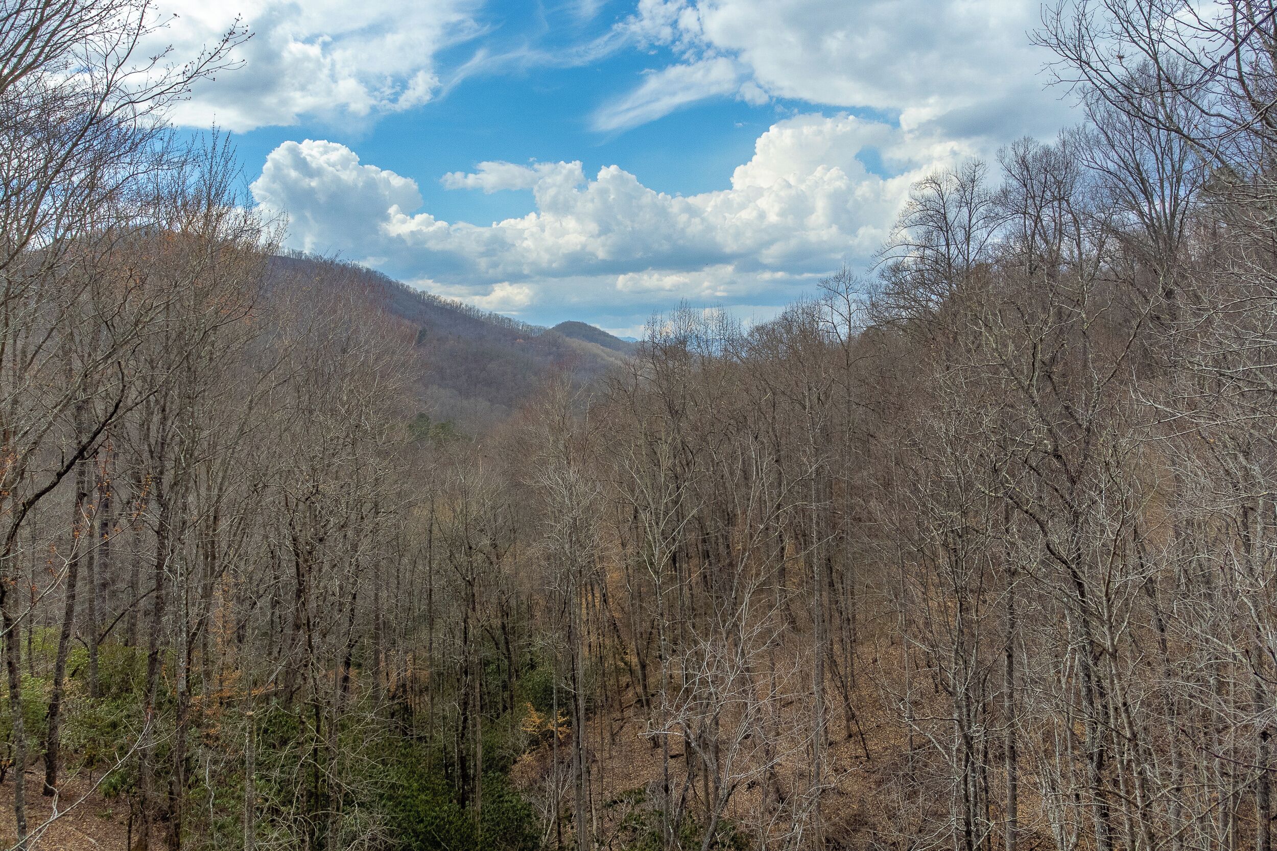 A forested landscape with a mountain in the background.