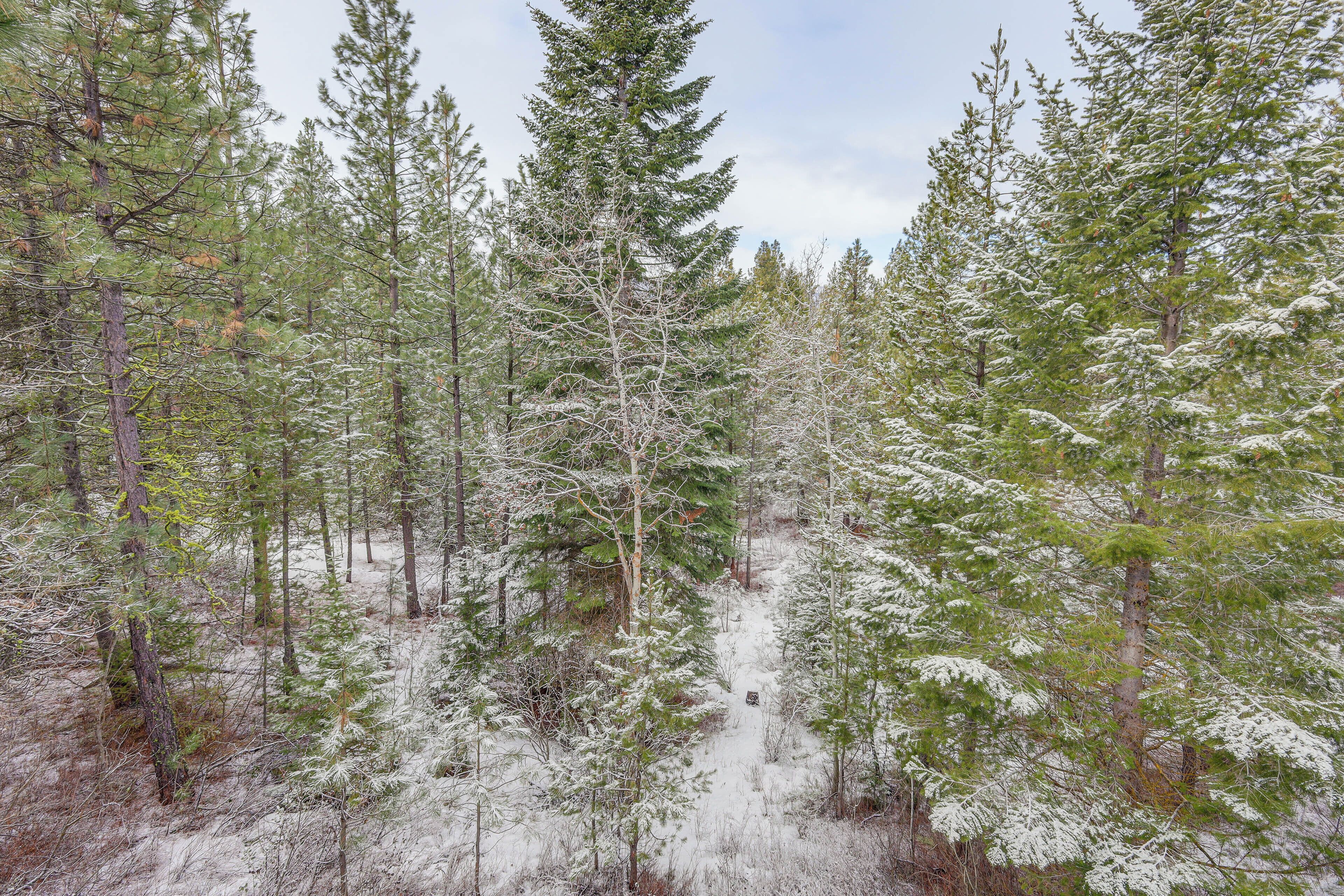 A forested area with tall evergreen trees and a narrow path.