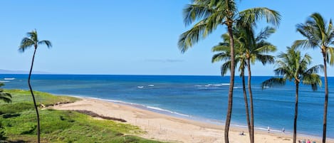 Una playa con palmeras y un cielo azul despejado.