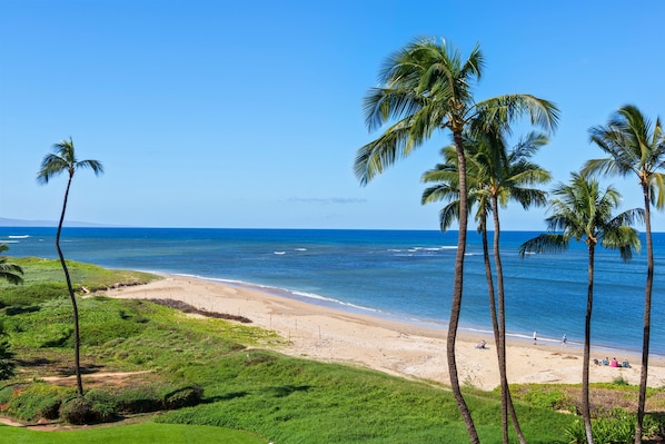 A beach with palm trees and a clear blue sky. - Menehune Shores, #524 2 Bedroom Condo (Kihei)