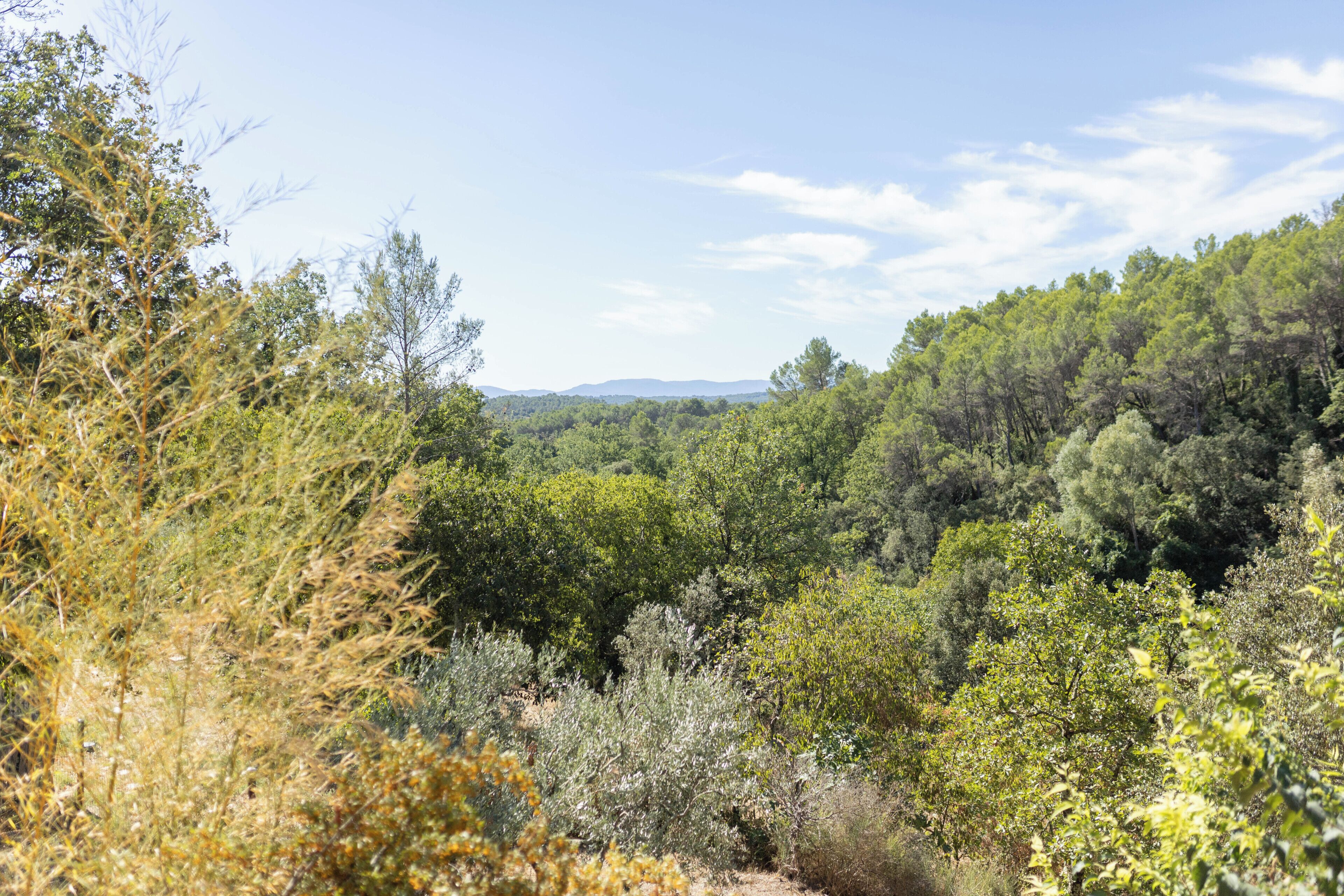 Un paisaje natural con abundante vegetación y árboles.
