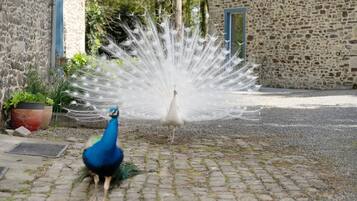 Overnattingsstedets uteområder