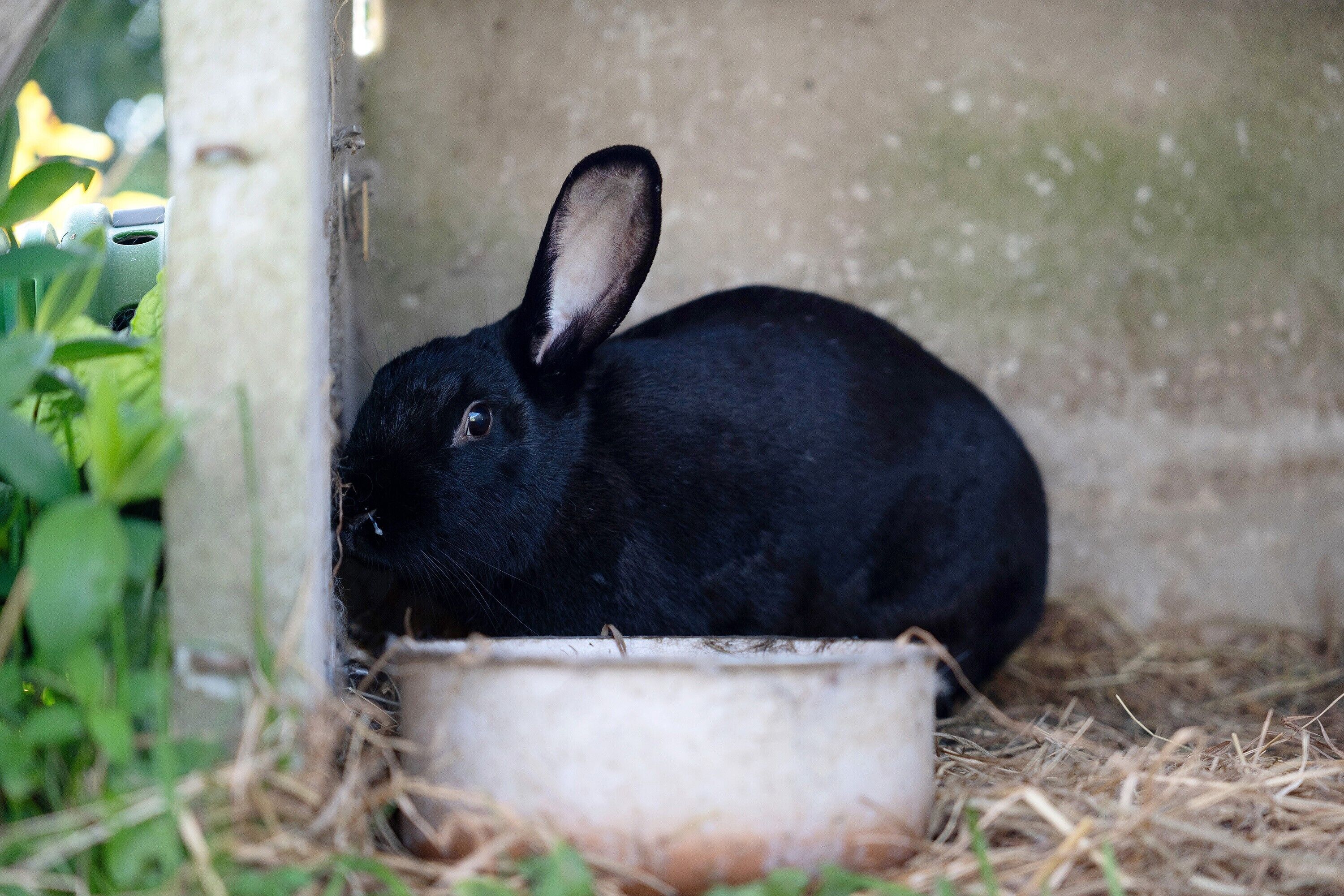 A black rabbit in a corner with a white bowl.