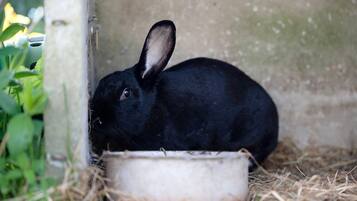 A black rabbit in a corner with a white bowl.