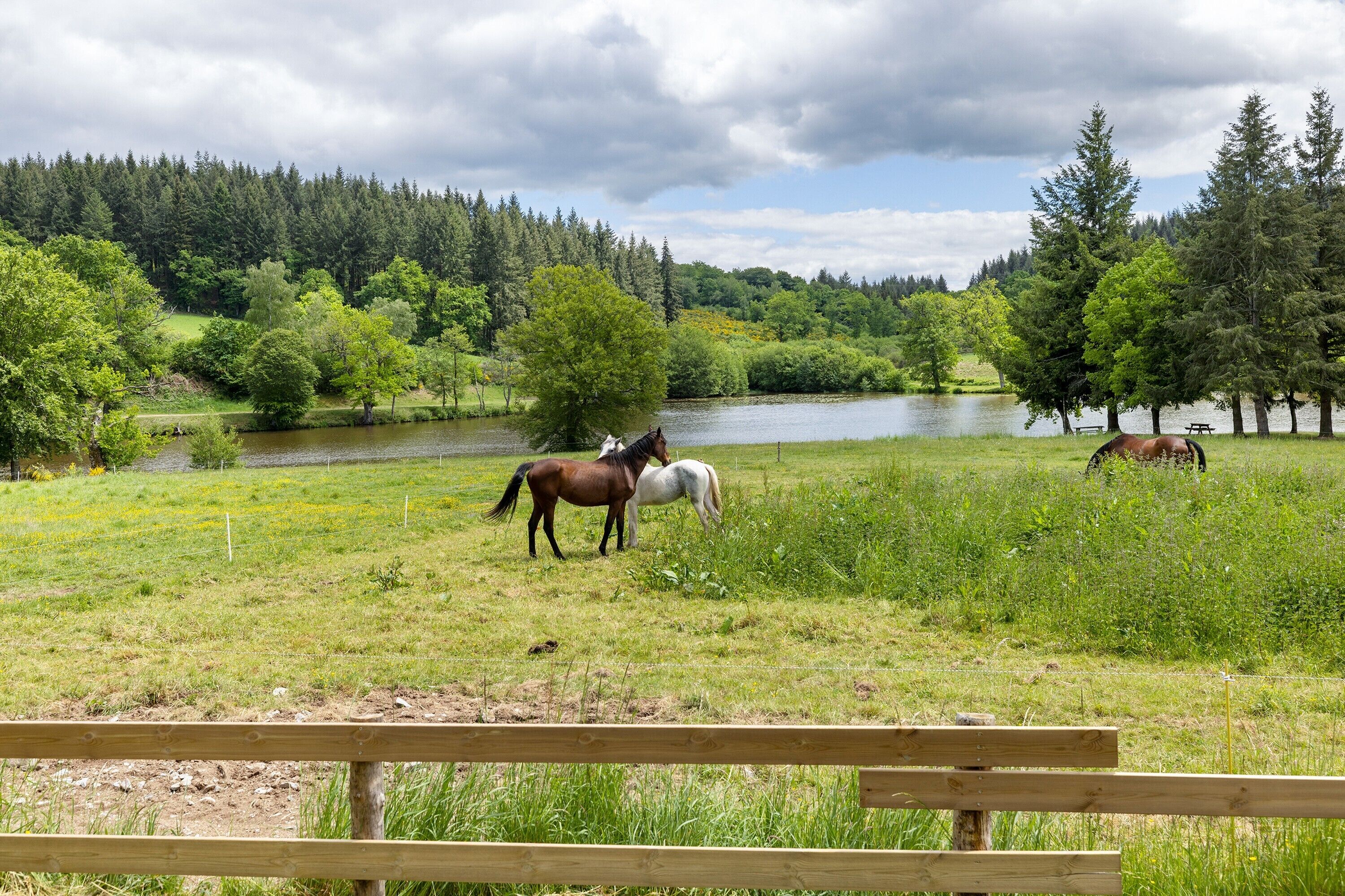 Een grasveld met paarden, een meer en bomen op de achtergrond.