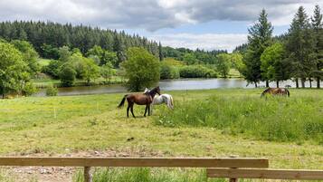 Een grasveld met paarden, een meer en bomen op de achtergrond.