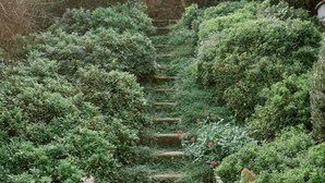 Un sendero en un jardín con setos bien cuidados y una escalera de madera.