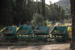 A railway carriage with green wheels and a flatbed, carrying green wheelbarrows filled with soil and plants. - Agriresort Galenzana (Campo nell'Elba)